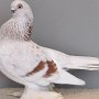 Berliner Kurze rot-streifig von Blotenberg, Günter Preis v 97 EB